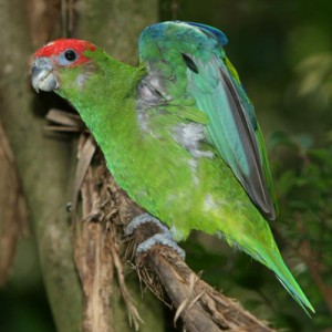 Pleated_Parrot