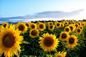 sunflower-63758_640